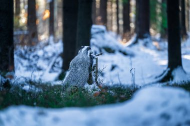 Kar üzerinde koşan porsuk (Meles meles), karda porsuk olan kış sahnesi