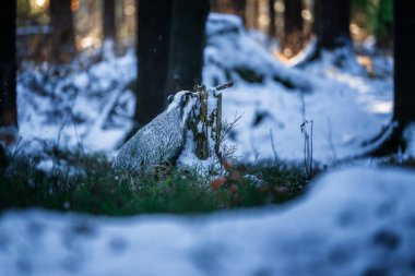 Kar üzerinde koşan porsuk (Meles meles), karda porsuk olan kış sahnesi