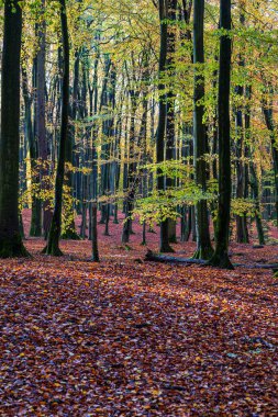 Almanya 'nın Ruegen adasındaki Jasmund Milli Parkı' nda sonbaharda ağaçlar.