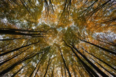 Almanya 'nın Ruegen adasındaki Jasmund Milli Parkı' nda sonbaharda ağaçlar.