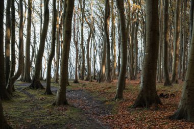 Kayın ormanında sonbahar renkleri