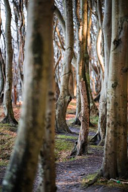 Kayın ormanında sonbahar renkleri