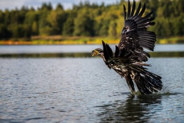 Beyaz kuyruklu Kartal (Haliaeetus albicilla). Bir deniz kartalı sudan havalanıyor..