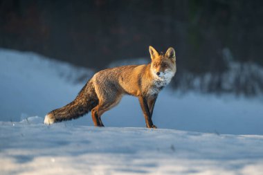 Kızıl Tilki, Vulpes vulpes, kış manzarası, Avrupa.