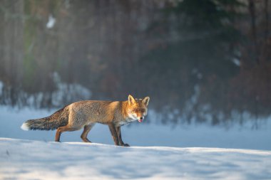 Kızıl Tilki, Vulpes vulpes, kış manzarası, Avrupa.