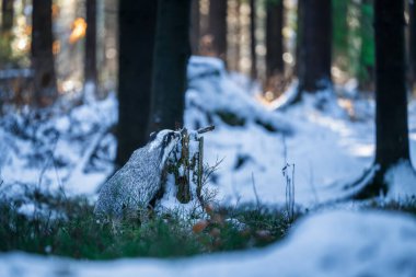 Porsuğu kapat (Meles meles )