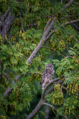 Benekli kartal baykuşunun yakın çekimi, Bubo africanus doğal ortamında yakalandı.