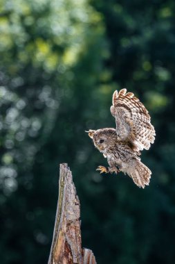 Tawny baykuşu (Strix aluco) genç kuş yaklaş. Doğal yaşam alanında baykuş..
