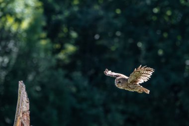 Tawny baykuşu (Strix aluco) genç kuş yaklaş. Doğal yaşam alanında baykuş..