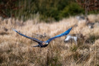 Golden Eagle (Aquila chrysaetos) uçuş