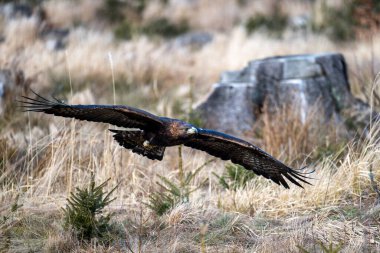 Golden Eagle (Aquila chrysaetos) uçuş