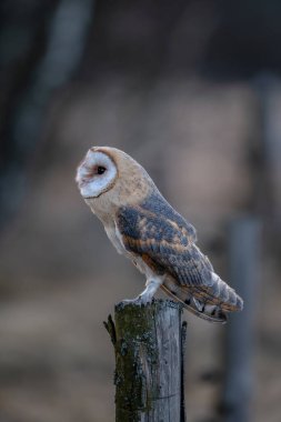 Ahırın baykuşu (Tyto alba) gün doğumunda bir çayırda.
