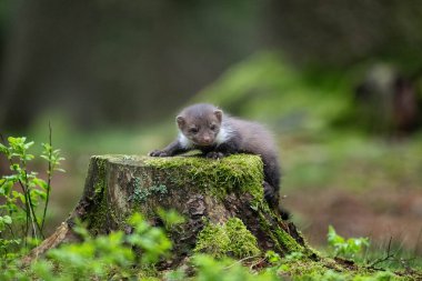 Kayın ağacı, orman hayvanının detaylı portresi. Doğada küçük bir yırtıcı hayvan. Almanya 'dan vahşi yaşam sahnesi. Martes foina, arka planda yeşil orman var..