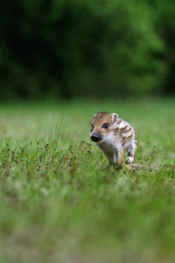 Genç yaban domuzu (Sus scrofa)