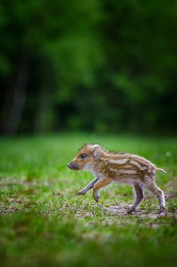 Genç yaban domuzu (Sus scrofa)