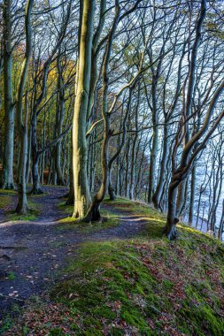 Baltık Denizi kıyısındaki güzel renkli sonbahar kayın ormanları. Rgen Adası, Almanya
