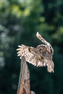 Bir çayır üzerinde Tawny baykuşu (Strix aluco)