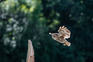 Bir çayır üzerinde Tawny baykuşu (Strix aluco)