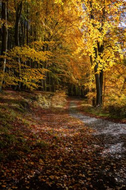 Almanya 'nın Ruegen adasındaki Jasmund Milli Parkı' nda sonbaharda ağaçlar.