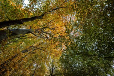 Almanya 'nın Ruegen adasındaki Jasmund Milli Parkı' nda sonbaharda ağaçlar.