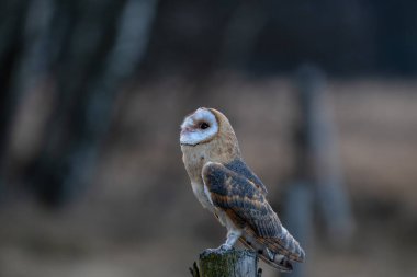 Baykuşu kapat (Tyto alba )