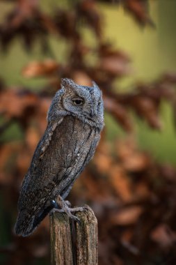 Avrupa baykuşunu ezdi (Otus ezdi )