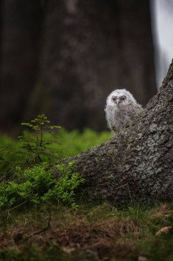 Tawny baykuşu, Strix aluco, ormandaki genç kuş..