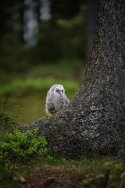 Tawny baykuşu, Strix aluco, ormandaki genç kuş..