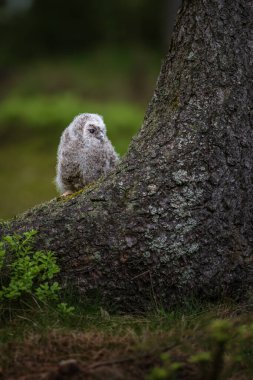 Tawny baykuşu, Strix aluco, ormandaki genç kuş..