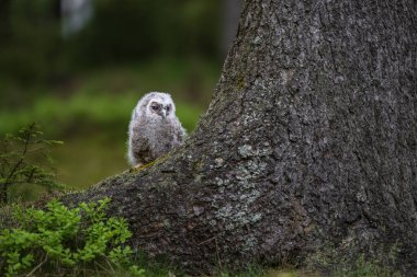 Tawny baykuşu, Strix aluco, ormandaki genç kuş..