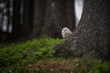 Tawny baykuşu, Strix aluco, ormandaki genç kuş..
