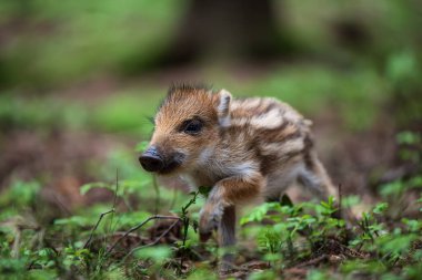 Genç bir yaban domuzu (Sus scrofa) ormanda koşuyor..