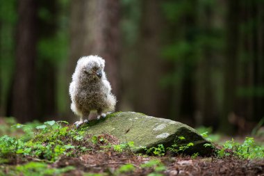 Genç bir kartal baykuş (Bubo bubo) ormanda bir taşın üzerinde.