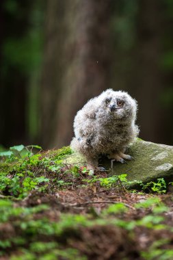 Genç bir kartal baykuş (Bubo bubo) ormanda bir taşın üzerinde.