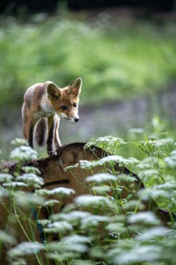 Kızıl Tilki (Vulpes vulpes) Kapat
