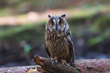 Uzun kulaklı baykuş (Asio otus) kapat