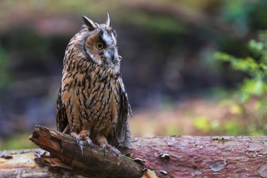 Uzun kulaklı baykuş (Asio otus) kapat