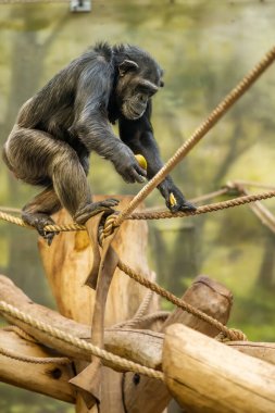 Şempanze (Pan trogloditleri) meyvelerle besleniyor, hayvanat bahçesi