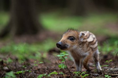Küçük domuz, domuz, yaban domuzu Sus scrofa, bilinen adıyla yaban domuzu, Avrasya yaban domuzu, ya da kısaca domuz, Avrasya ve Kuzey Afrika 'nın çoğunda yetişen bir suiddir. Artiodactyla