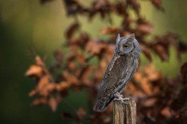 Avrupa baykuşunu ezdi (Otus ezdi )