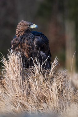 Altın Kartal (Aquila chrysaetos) yaklaş