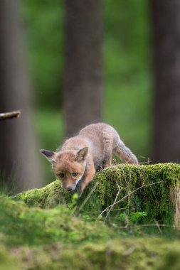 Kızıl tilki, vulpes vulpes, ormanda taş üstünde küçük bir yavru. Doğal ortamda sevimli küçük yırtıcılar. Doğadan vahşi yaşam sahnesi