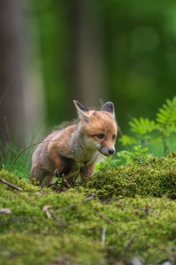 Kızıl tilki, vulpes vulpes, ormanda taş üstünde küçük bir yavru. Doğal ortamda sevimli küçük yırtıcılar. Doğadan vahşi yaşam sahnesi