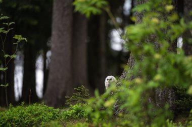 Bir bebeğe alaca baykuş (Strix aluco yakın çekim)