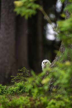 Bir bebeğe alaca baykuş (Strix aluco yakın çekim)