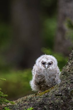 Bir bebeğe alaca baykuş (Strix aluco yakın çekim)