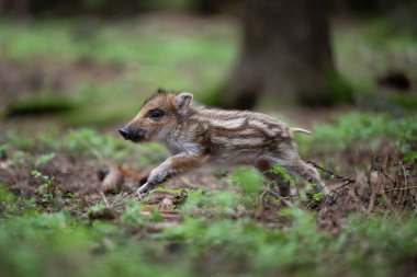 Yaban domuzu bebek (Sus scrofa) yakın. Ormanda domuz yavrusu.
