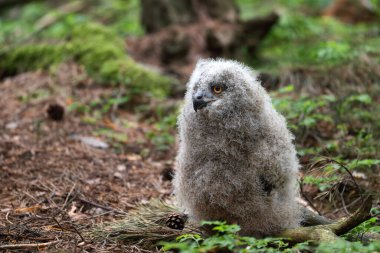 Sevimli baykuş. Ormanda genç bir Avrupalı Kartal Baykuşu (Bubo bubo).