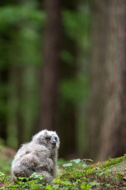 Sevimli baykuş. Ormanda genç bir Avrupalı Kartal Baykuşu (Bubo bubo).