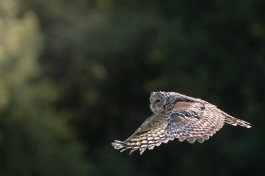 Ural baykuş (Strix uralensis) kapat